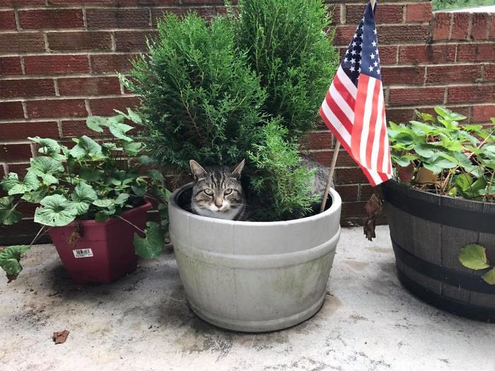 Patriotic Pot Cat. Only In Usa - We Grow Our Own!