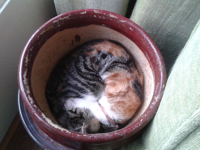 She Loves Plant Pots