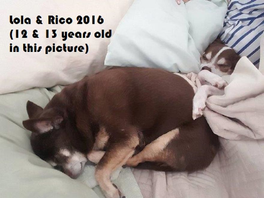 Lola & Rico 2016 (12 & 13 Yearls Old In This Picture)