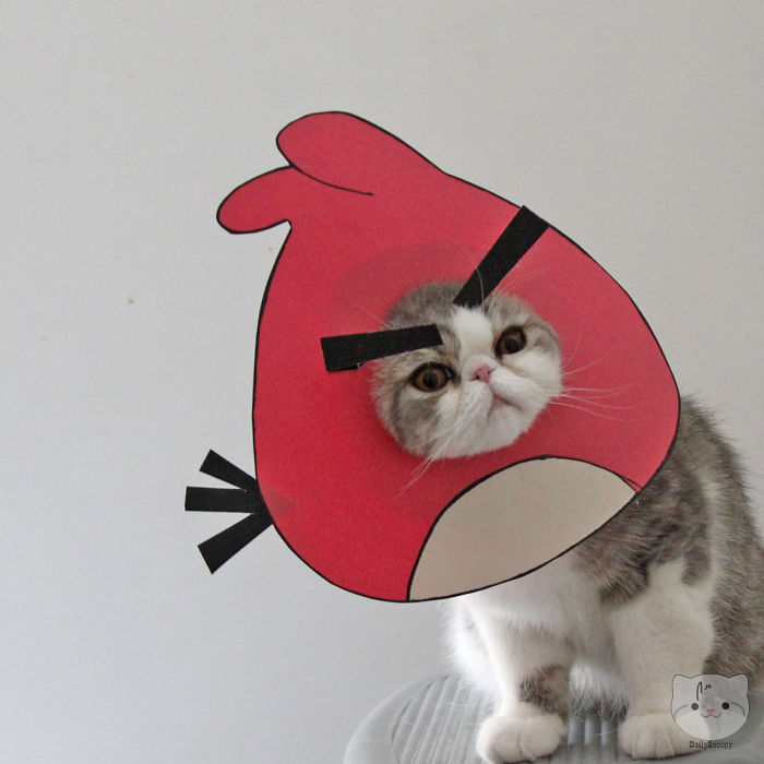 Ready To Launch This Angrycat