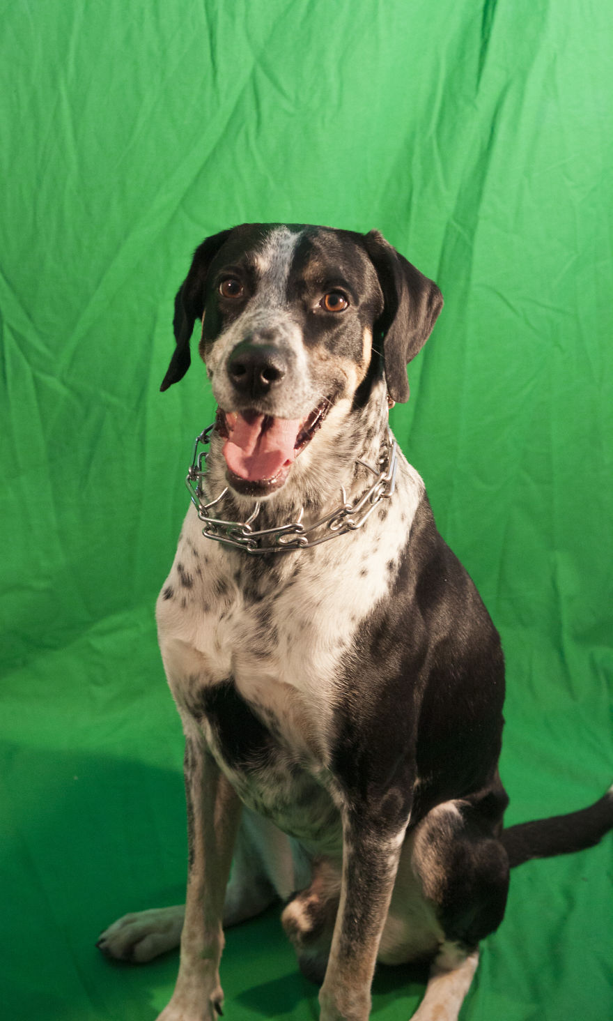 English Pointers, Anyone? English Pointers, Anyone?