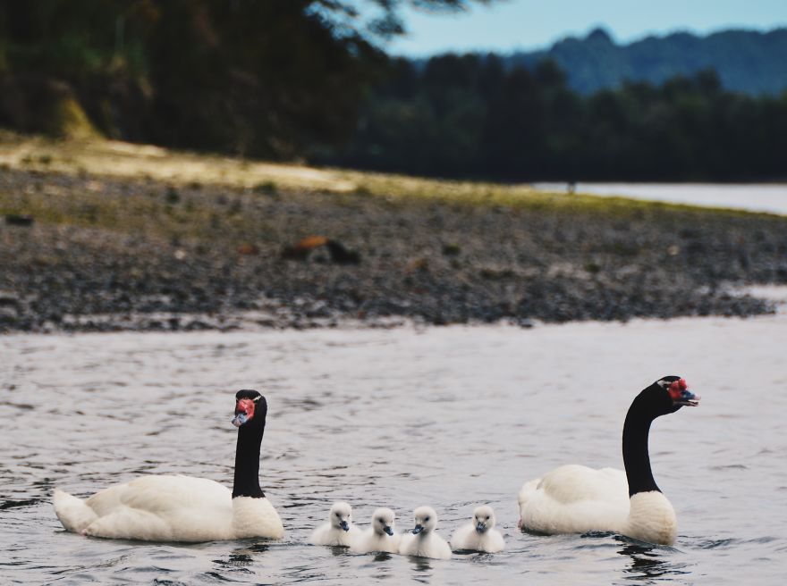Discovering Chile: A Journey Through My Own Country Discovering Chile: A Journey Through My Own Country