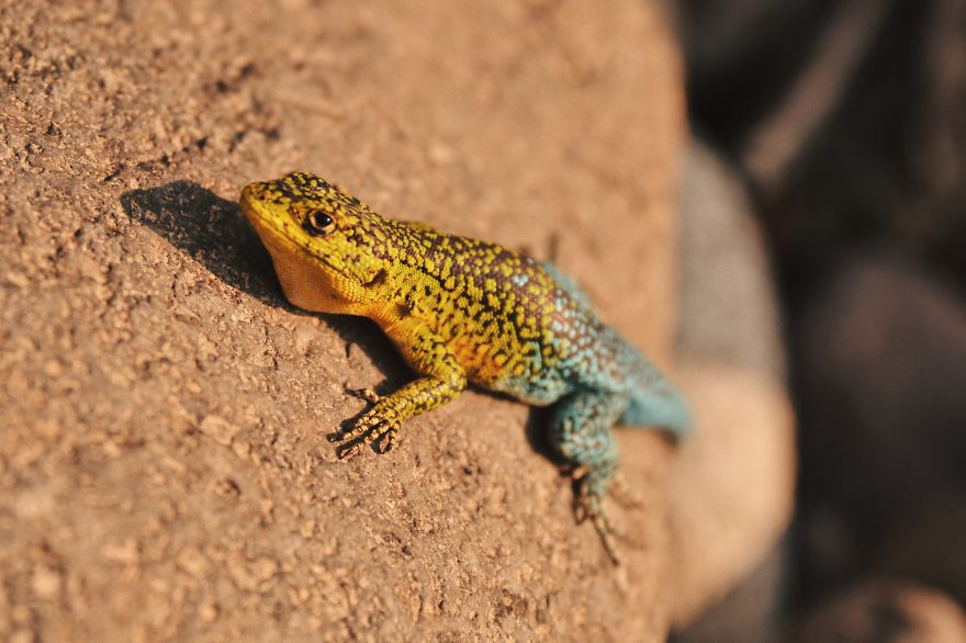 Discovering Chile: A Journey Through My Own Country Discovering Chile: A Journey Through My Own Country