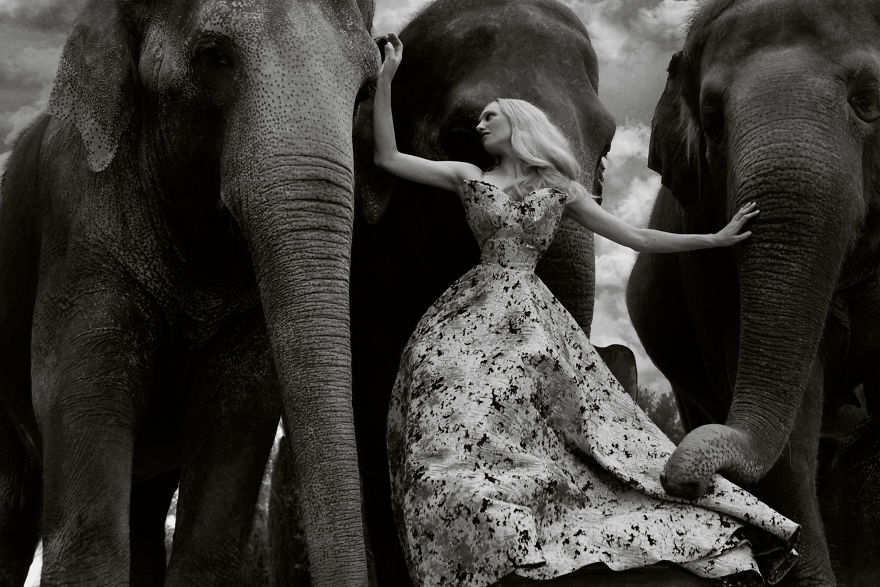 Autumn For The Elephants