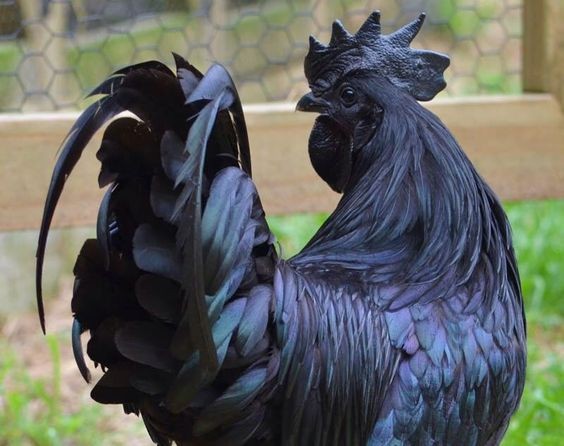 Melanistic-Chicken-595d889f93028.jpg