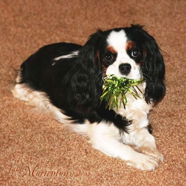 No Christmas Present Is Safe!