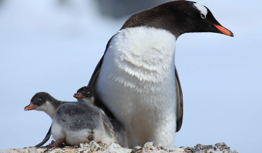 Mind Blowing Animal Facts! (10+)