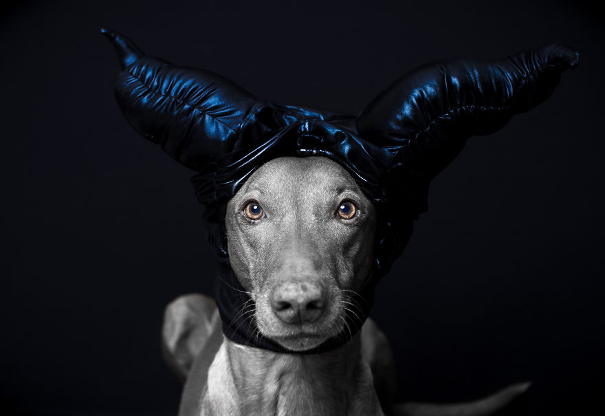 I Found A Way To Honor My Pharaoh Hound And The Joy He Gives Us Through Images That I Hope Will Make You Smile!