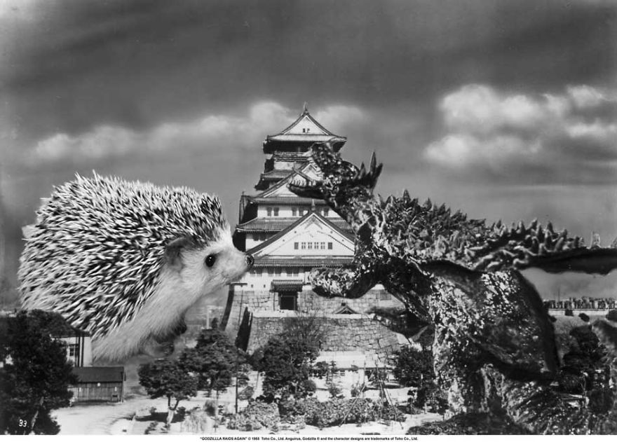 My Pet Hedgehog Has A Secret Life: Hedgezilla!