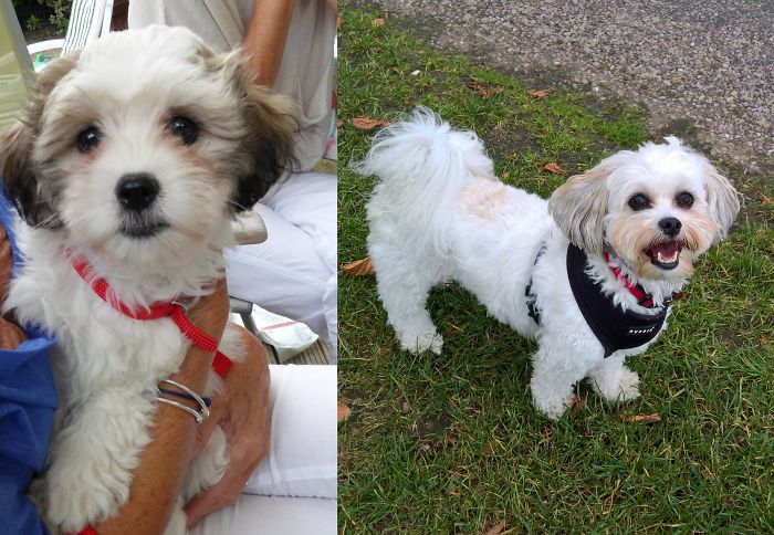 Ruby, At 12 Weeks And 4 Years. Still As Adorable.