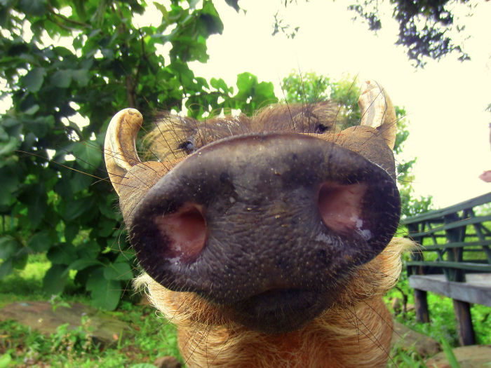 Close-up of a pig's snout in a funny "I woke up to this" moment, with greenery in the background.