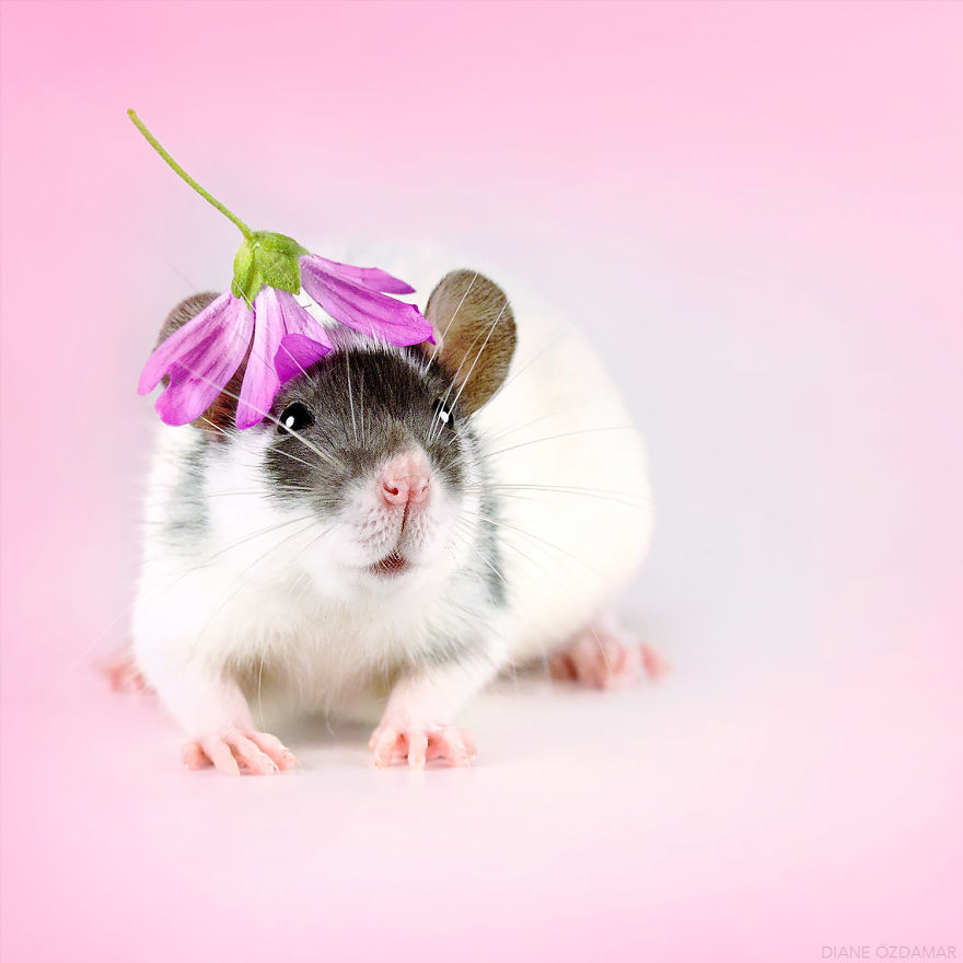 Fancy Hat For A Fancy Rat (Roll The Dice)