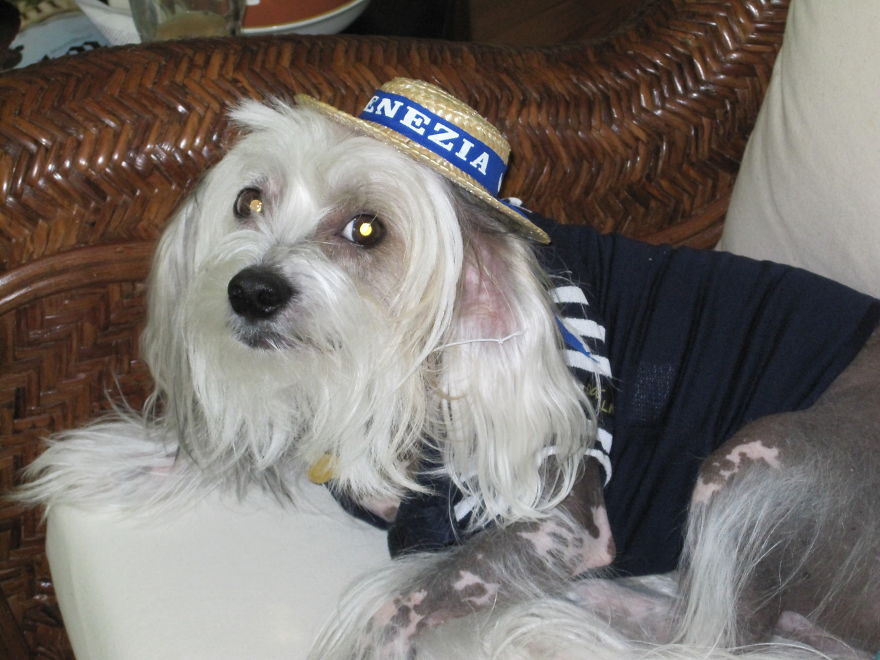 Romeo, 13 Springfield Va