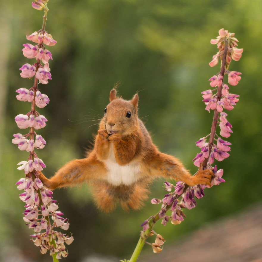 Squirrels Doing Karate Squirrels Doing Karate