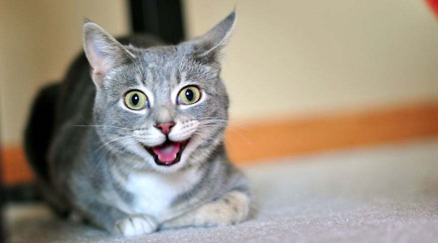 Thing's To Do Before Getting A Cat. Thing's To Do Before Getting A Cat.