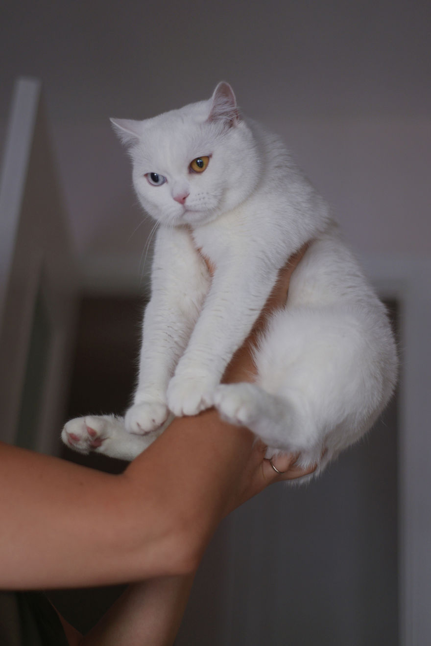 Tihon: Very Special Cat With Odd Eyes Tihon: Very Special Cat With Odd Eyes