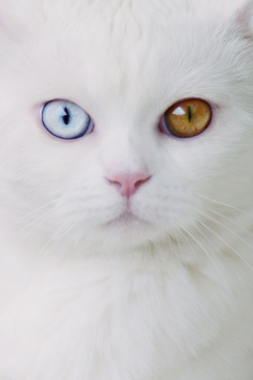 Tihon: Very Special Cat With Odd Eyes Tihon: Very Special Cat With Odd Eyes