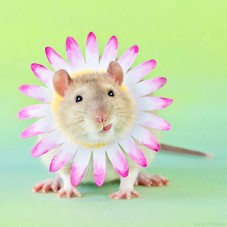 Trust Me, I'm A Daisy (Tjall)