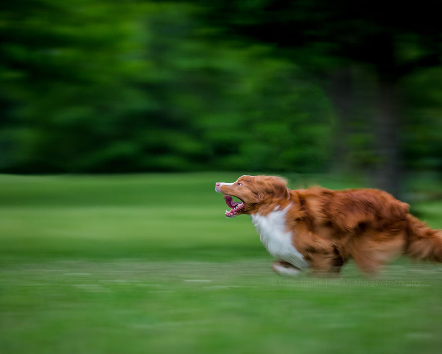 Dogs Exploring The World In The Most Adorable Way