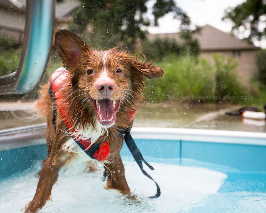 Dogs Exploring The World In The Most Adorable Way