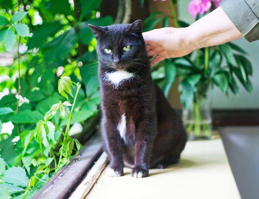 Cat Is Looking For Home, 2 Years Old