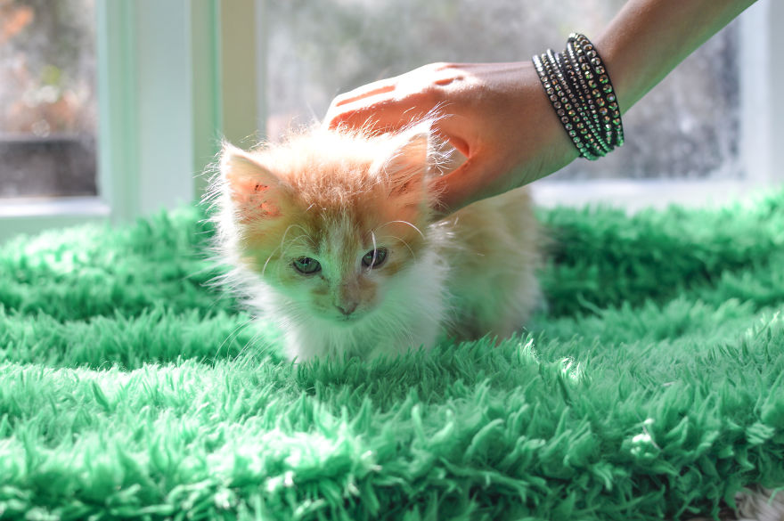 Kitten Is Looking For Home, 2,5 Month Old