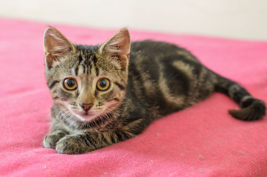 Kitten Is Looking For Home, 3 Month Old