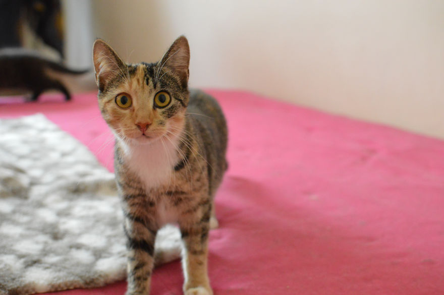 Cat Is Looking For Home, 2 Years Old