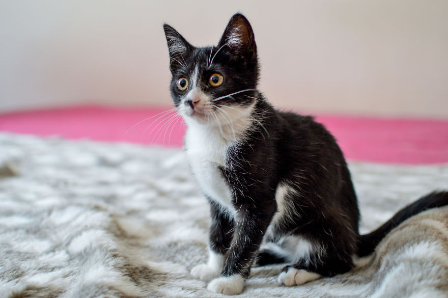 Kitten Is Looking For Home, 3 Month Old