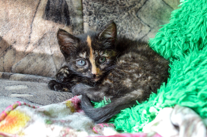 Kitten Is Looking For Home, 2,5 Month Old