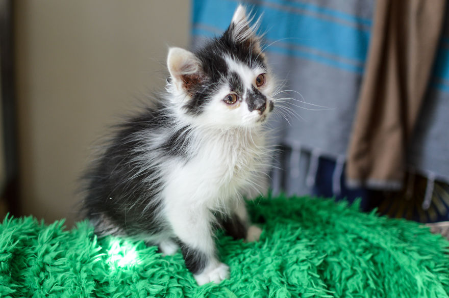 Kitten Is Looking For Home, 2,5 Month Old