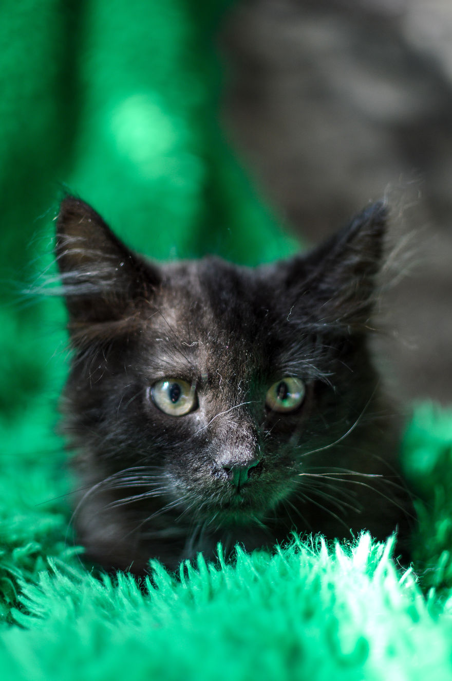 Kitten Is Looking For Home, 2,5 Month Old