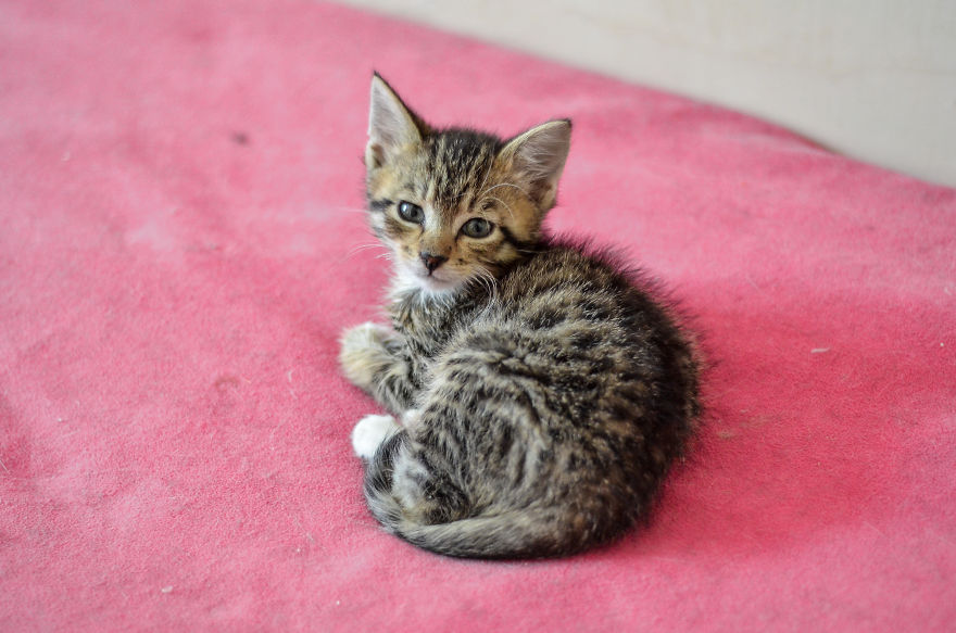 Kitten Is Looking For Home, 2,5 Month Old