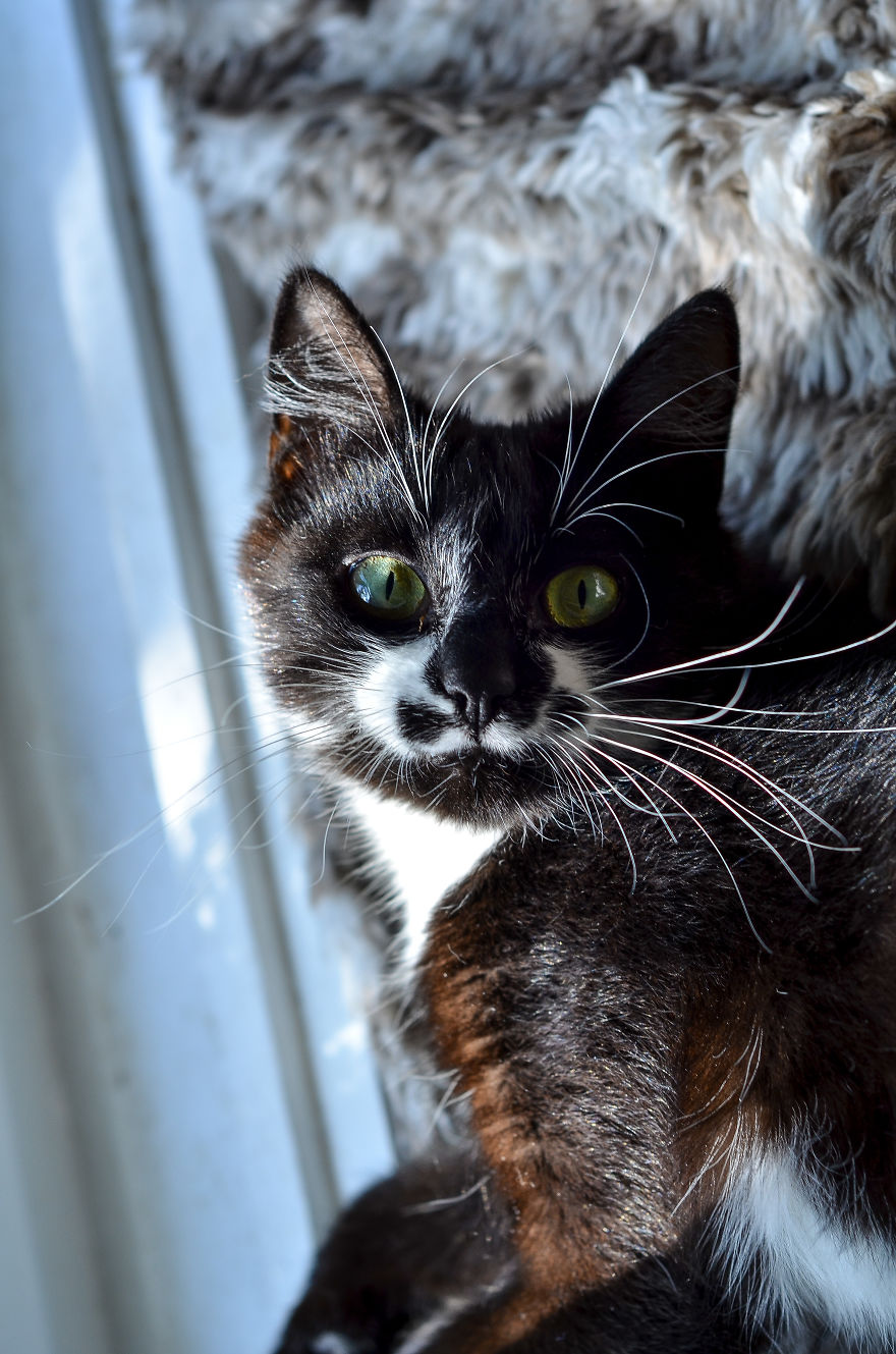 Cat Is Looking For Home, 3-4 Years Old