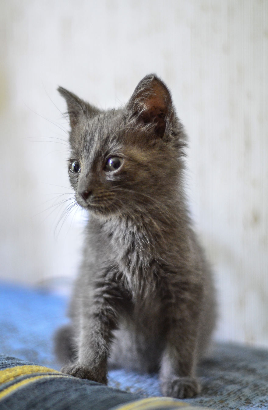 Kitten Is Looking For Home, 2,5 Month Old