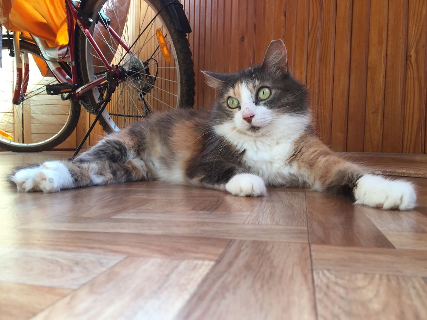 Cat Is Looking For Home, 3-4 Years Old