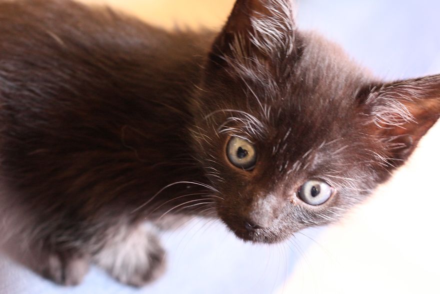 Kitten Is Looking For Home, 2,5 Month Old