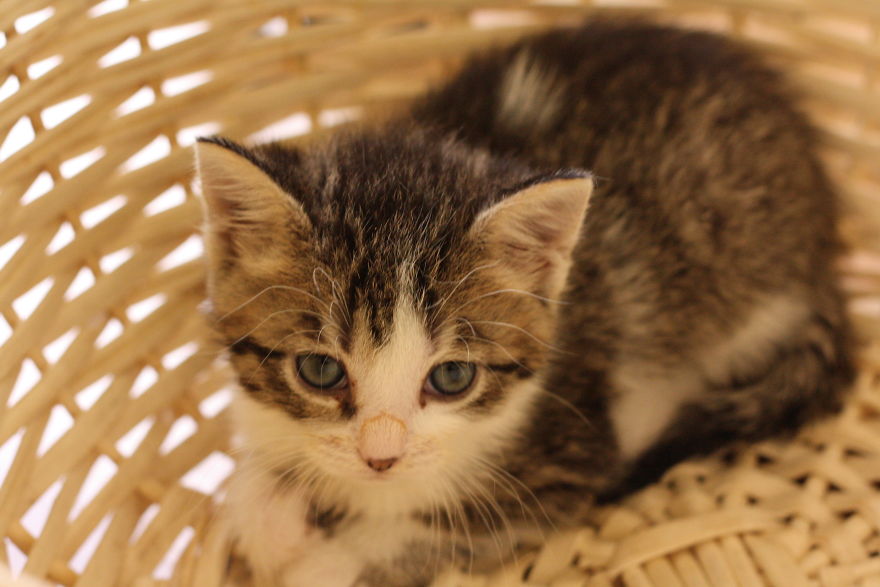 Kitten Is Looking For Home, 2,5 Month Old