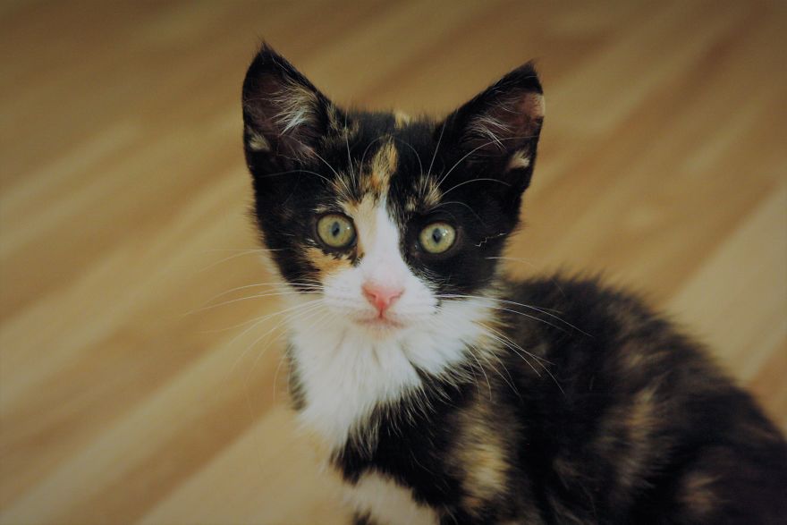 Kitten Is Looking For Home, 2,5 Month Old