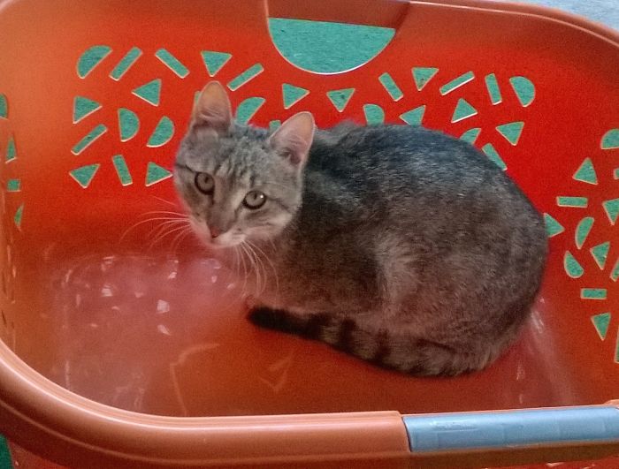 Goldie. Greetings From Hungary!