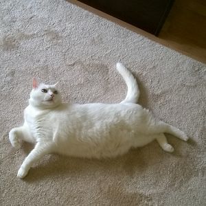 viktoria_nagy avatar