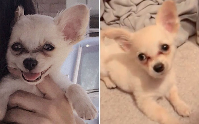 Este cachorrito fue abandonado en un aeropuerto con una nota conmovedora de su dueña que te hará llorar