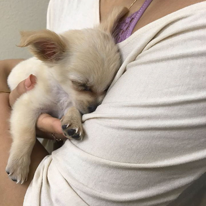 Este cachorrito fue abandonado en un aeropuerto con una nota conmovedora de su dueña que te hará llorar