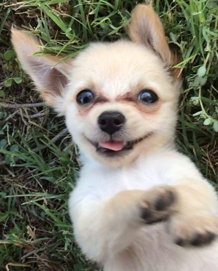 Este cachorrito fue abandonado en un aeropuerto con una nota conmovedora de su dueña que te hará llorar