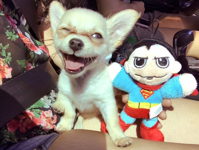 Este cachorrito fue abandonado en un aeropuerto con una nota conmovedora de su dueña que te hará llorar