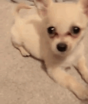 Este cachorrito fue abandonado en un aeropuerto con una nota conmovedora de su dueña que te hará llorar