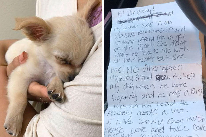 Este cachorrito fue abandonado en un aeropuerto con una nota conmovedora de su dueña que te hará llorar