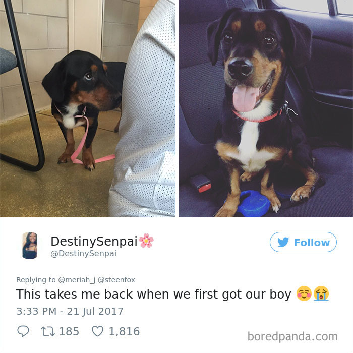 "My Sister Adopted Her Very First Dog And His Before & After Pics Have Me Crying" "My Sister Adopted Her Very First Dog And His Before & After Pics Have Me Crying"