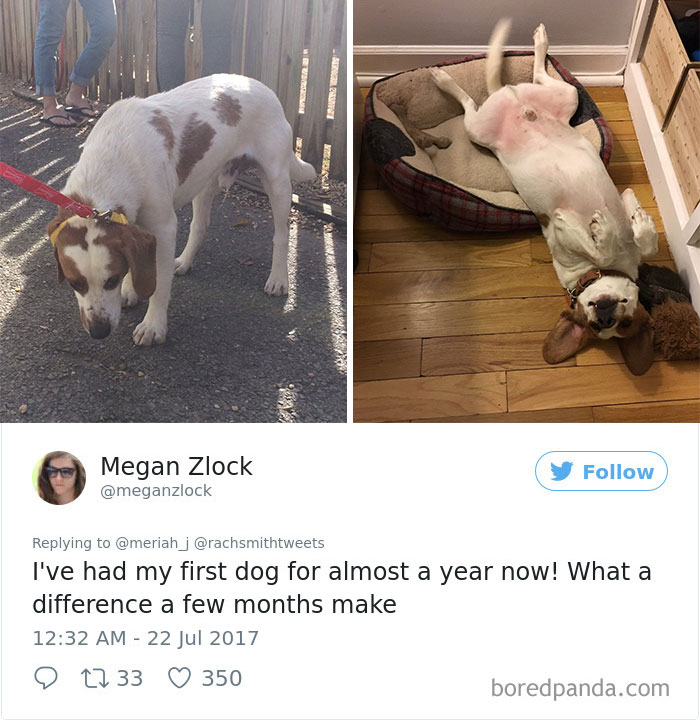 "My Sister Adopted Her Very First Dog And His Before & After Pics Have Me Crying" "My Sister Adopted Her Very First Dog And His Before & After Pics Have Me Crying"