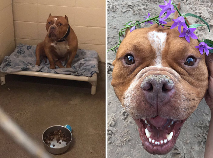 «Mi hermana adoptó a su primer perro y las fotos de antes y después me hacen llorar»